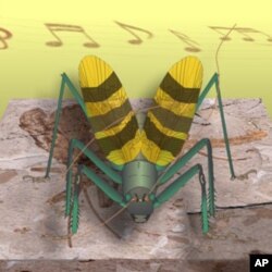 Artist's conception of what the ancient A. musicus would have looked like.