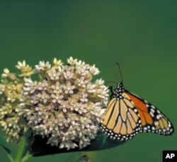 Removing the Monarchs' antenna not only eliminated their sense of smell and vibration, it also befuddled their navigation.