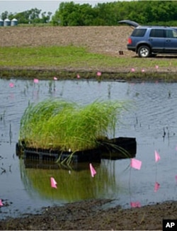 Plugs of native cordgrass, waiting to be planted