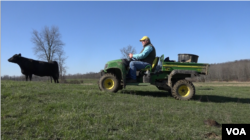 Phil Trowbridge is a seedstock producer in Ghent, New York. His politics, he says, are “pro-choice and anti-union.” (R. Taylor/VOA)