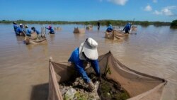 A woman plants mangrove seedlings as part of a restoration project, near Progreso, in Mexico’s Yucatan Peninsula, Oct. 6, 2021.