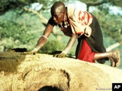 Human rights activists say the Maasai are being pushed off their land by various groups, including the Tanzanian government