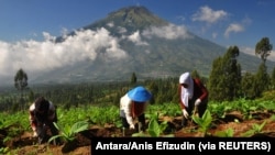 Petani membersihkan rumput di sela-sela pohon tembakau di lereng Gunung Sindoro Temanggung, 5 Juni 2017. (Foto: Antara/Anis Efizudin via REUTERS)