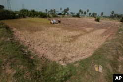 FILE - Cambodian farmers plant rice on the dry earth in the rice paddy at the outskirt of Phnom Penh, Cambodia, Sept. 22, 2015.