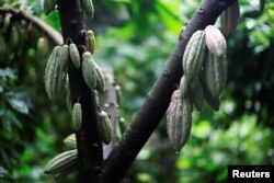A cocoa tree with cocoa fruits is seen at El Carmen Estate in Jayaque, El Salvador July 20, 2016.