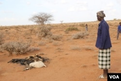 Man looks at carcass of his goats which died due to the severe drought in the Togdher region of Somaliland. (Photo: A. Osman / VOA)