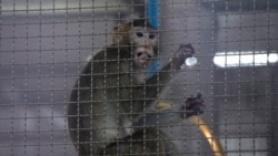 A long-tailed macaque which is kept for use in clinical research is seen inside cage at National Primate Research Center, run by Chulalongkorn University in Saraburi Province, north of Bangkok, Saturday, May 23, 2020.