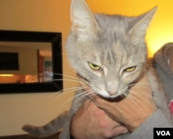 Juniper is a young gray tabby recently adopted by Mike Deluca. (JoAnn Mar for VOA)