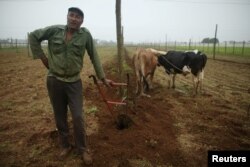 FILE - Farmer Juan Hernandez prepares the land to plant tobacco at a tobacco farm in Cuba's western province of Pinar del Rio, Jan. 26, 2016.