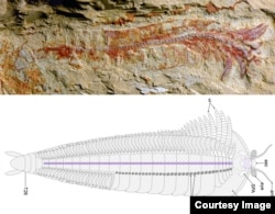 A complete specimen of Chengjiangocaris kunmingensis and the morphological reconstruction. (Photo courtesy of Jie Yang)