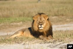 FILE - In this undated photo provided by the Wildlife Conservation Research Unit, Cecil the lion rests in Hwange National Park, in Hwange, Zimbabwe.
