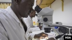 Un technicien de laboratoire observe des larves au microscope au Burkina Faso. (VOA/Target Malaria)
