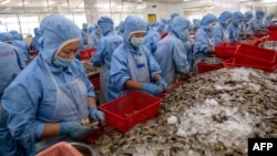 Công nhân đang làm việc tại một công ty chế biến, xuất khẩu thuỷ sản ở tỉnh Sóc Trăng, Việt Nam.