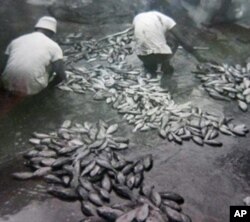 Local fishermen sort reef fish caught in Maunalua Bay, O‘ahu, circa 1930, a time when reef fisheries were a major source of food and livelihoods for local fishermen. Over the past several decades, declines in reef health and fish stocks have made catches