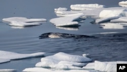FILE - Narwhals swim between sea ice floating in the Canadian Arctic Archipelago, July 22, 2017.