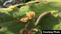 An armyworm attacks maize crops in a province in Zambia. (Courtesy - Derrick Sinjela in Zambia)