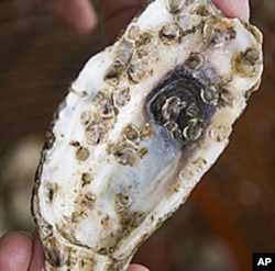 Those tiny pimple like bumps on the shell mature into oyster clumps and are planted in a marine sanctuary to live out their lives undisturbed.