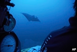 A manta ray swims near the submersible during a dive off the coast of the island of St. Joseph in the Seychelles, April 8, 2019.