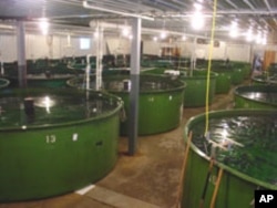 Modified Atlantic Salmon in tanks