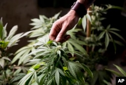 FILE - Marcelo Vazquez, a marijuana grower, checks the leaves of his marijuana plants for fungus, on the outskirts of Montevideo, Uruguay, Dec. 9, 2013.