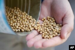 FILE - A grain salesman shows locally grown soybeans in Ohio, April 5, 2018. Trump’s tariffs have drawn retaliation from around the world. China is taxing American soybeans, among other things.