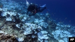 This May 2016 photo provided by NOAA shows bleaching and some dead coral around Jarvis Island, part of the U.S. Pacific Remote Marine National Monument.