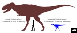 Silhouettes of an adult Tarbosaurus and the newly discovered juvenile, along with a human for scale.