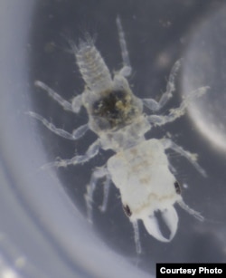 As adults, male Gnathia marleyi don’t eat, they just mate and die. (Credit: John Artim)