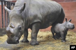 Rhinos in a zoo in France
