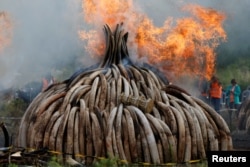 FILE - Fire burns part of an estimated 105 tonnes of ivory and a tonne of rhino horn confiscated from smugglers and poachers at the Nairobi National Park near Nairobi, Kenya, April 30, 2016.