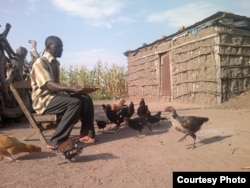 Studies have found that mosquitoes don’t like the taste of chicken blood, so poultry rarely gets bitten.