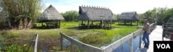 Tree islands such as this one in the Everglades are being destroyed by floods. (W. Gallo/VOA)