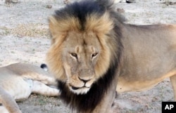 Cecil, a well-known, protected lion who lived in Zimbabwe's Hwange National Park, is seen in this frame grab taken from a November 2012 video made available by Paula French.