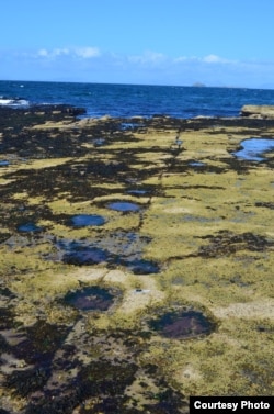 Tracks were made by sauropod dinosaurs on the Isle of Skye 170 million years ago. (Credit: Steve Brusatte)