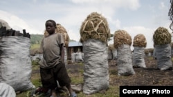 A Congolese boy at a charcoal market close to the town of Kitschoro. Charcoal is one of the main businesses in the area and many children have to work to support their families instead of going to school, the Democratic Republic of the Congo. (UNESCO/M. H