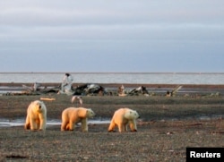 FILE - Three polar bears are seen on the Beaufort Sea coast within the 1002 Area of the National Arctic Wildlife Refuge in this undated handout photo provided by the U.S. Fish and Wildlife Service Alaska Image Library in 2005.