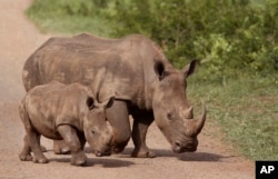 FILE - Rhinos walk in the Hluhluwe-Imfolozi game reserve in South Africa, Dec. 20, 2015.