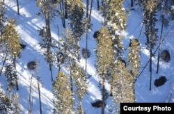 Wolf pack beds down in Yellowstone National Park, where numbers have multiplied five-fold to over 500 since their re-introduction in the mid-1990s. (Credit: NPS)