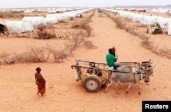 FILE - A Somali refugee drives his donkeys at Kobe refugee camp, 60km (37 miles) from Dolo Ado, near the Ethiopia-Somalia border. Aug. 2011.
