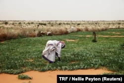 A woman works in a melon patch in the commune of Dar El Barka, Mauritania, Oct. 20, 2018.