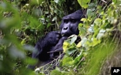 A silverback mountain gorilla is seen during a census inside Bwindi Impenetrable National Park, about 550 kilometrs west of Uganda's capital Kampala, October 14, 2011.