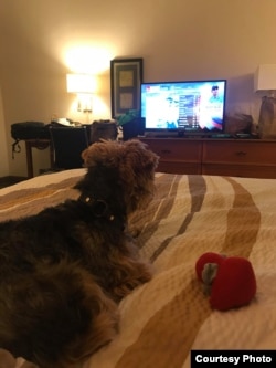 When they're not attending to their dogs, most of those who have taken refuge from Hurricane Florence at a Jacksonville, Florida, hotel spend a lot of time watching the Weather Channel, Nila Belfiore-Dulay said. Sometimes, the dogs seem interested, too. (N. Belfiore-Dulay)