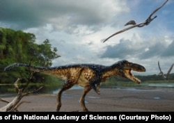 Temurlangia yuotika, kattaligi tulporday keladigan tiranozavr