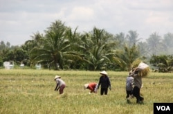 FILE - Laborers gather rice grains for stacking, Tien Giang, Vietnam, September 14, 2012. (D. Schearf/VOA)