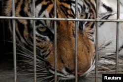 A tiger is seen in a cage as officials were moving live tigers from the controversial Tiger Temple, in Kanchanaburi province, west of Bangkok, Thailand, June 3, 2016.