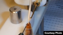 Beekeeper Adam Finkelstein articifially inseminates the virgin queen in his effort to breed a hardier bee. (VP Queen Bees/Adam Finkelstein)