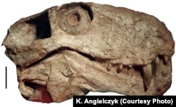 A 252-255 million year old synapsid skull from the South African Museum in Cape Town, South Africa. The black vertical line represents 2cm. (Courtesy K. Angielczyk)