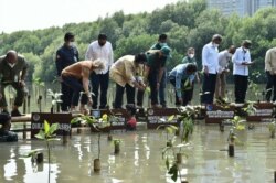Selain peluncuran PMN juga dilakukan penanaman mangrove dan workshop pengembangan kebijakan pengelolaan rehabilitasi mangrove. (Twitter/@KementerianLHK)