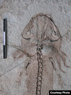 Fossil of the salamander Chunerpeton showing not only the preserved skeleton but also the skin and even external gills. (Society of Vertebrate Paleontology)