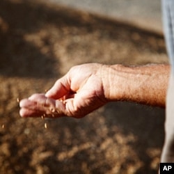 South African farmer Piet Kemp inspects grain seed in Sartichala, Georgia, July 28, 2011.